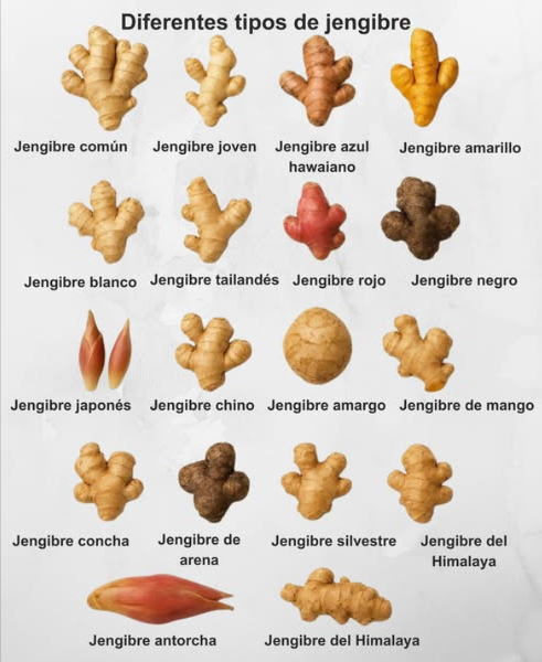 Diferentes tipos de jengibre y sus particularidades

 Jengibre común  sabor intenso, ideal para infusiones y cocina diaria.
 Jengibre joven  más suave y jugoso, perfecto para encurtidos.
 Jengibre azul hawaiano  exótico y aromático, usado en repostería.
 Jengibre amarillo  color vibrante, con notas cítricas y picantes.
 Jengibre blanco  refinado y suave, ideal para platos ligeros.
 Jengibre tailandés  fresco y floral, común en la cocina asiática.
 Jengibre rojo  fuerte y especiado, excelente para remedios naturales.
 Jengibre negro  potente antioxidante, con aroma terroso.
 Jengibre japonés  se utiliza tierno en sushi y platos fríos.
 Jengibre chino  versátil, usado tanto seco como fresco.
 Jengibre amargo  sabor más intenso, se usa medicinalmente.
 Jengibre de mango  suave y afrutado, ideal para dulces.
 Jengibre concha  textura firme, común en cocina tropical.
 Jengibre de arena  rústico y aromático, muy picante.
 Jengibre silvestre  sabor herbal, típico de zonas húmedas.
 Jengibre del Himalaya  aromático y concentrado, perfecto para infusiones.
 Jengibre antorcha  decorativo y culinario, muy usado en Asia.

 Cada variedad tiene su aroma, color y uso particular  una raíz con infinitas posibilidades.