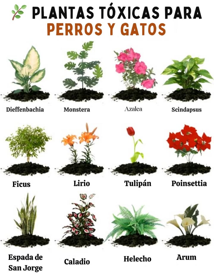 Plantas tóxicas para perros y gatos   
Algunas plantas de interior, aunque elegantes y decorativas, pueden ser peligrosas para nuestras mascotas. La ingestión, el contacto o simplemente masticar pueden provocar vómitos, irritaciones, trastornos digestivos o incluso intoxicaciones graves.  
 Ejemplos de plantas a evitar:  
 Dieffenbachia  provoca quemaduras bucales y hinchazón.  
 Monstera  irritaciones y trastornos digestivos.  
 Azalea  altamente tóxica, riesgo de problemas cardíacos.  
 Scindapsus pothos  irritaciones y vómitos.  
 Ficus  irritaciones cutáneas y digestivas.  
 Lirio  extremadamente peligroso para los gatos insuficiencia renal.  
 Tulipán  trastornos digestivos severos.  
 Poinsettia Estrella de Navidad  irritaciones y vómitos.  
 Espada de San Jorge  náuseas y diarreas.  
 Caladio  dolor bucal, hipersalivación.  
 Helecho  puede provocar trastornos digestivos.  
 Arum Calla  irritaciones intensas de la boca y la garganta.  
 Consejo práctico: si tienes animales, elige plantas no tóxicas como la palmera areca, la lavanda, el albahaca o las orquídeas.  
 Una casa verde, sí, pero siempre segura para tus compañeros de cuatro patas.