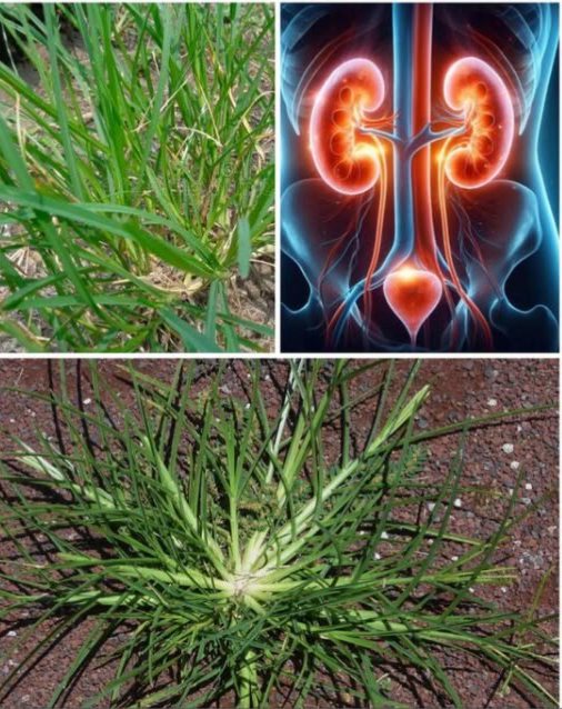 Qué es el Goose Grass? Es una planta frecuentemente considerada como maleza, pero posee poderosas propiedades curativas. Se encuentra en numerosos jardines y ha sido utilizada tradicionalmente como infusión medicinal. Beneficios principales para la salud Prevención del cáncer Su alto contenido en antioxidantes combate los radicales libres, ayudando a disminuir el riesgo de desarrollar cáncer. Quistes ováricos y fibromas Debido a sus propiedades antiinflamatorias, alivia el dolor y la inflamación asociados con estos trastornos ginecológicos. Apoyo a enfermedades renales Funciona como un diurético natural, eliminando el exceso de agua y sal, lo que es útil para quienes enfrentan problemas renales. 喝 Control de la diabetes Sus propiedades antidiabéticas ayudan a regular los niveles de azúcar en sangre. 啕 Heridas y hemorragias Al aplicar una pasta de sus hojas trituradas sobre la herida, se acelera la cicatrización y se detiene el sangrado. 裂 Combate de parásitos Su leve efecto laxante ayuda a expulsar parásitos intestinales y mejora la salud digestiva. Recuperación de la neumonía Un té elaborado con sus raíces puede aliviar los síntomas de la neumonía en pocos días. Presión arterial alta Su efecto tranquilizante sobre el sistema cardiovascular puede contribuir a mantener una presión estable. Reducción de la fiebre Hervir sus raíces y beber el té ayuda a bajar la fiebre. 例 Esguinces de ligamentos Aplicar una cataplasma de hojas machacadas ayuda a reducir el dolor y la inflamación en caso de esguinces. 離 Cómo preparar y usar Para consumo interno: Té medicinal: Usa un puñado de hojas o raíces por medio litro de agua. Hervir durante 3 minutos. Toma 1 vaso al día para: Diabetes, presión alta, fiebre, enfermedades renales, neumonía. Para uso externo: Pasta o cataplasma: Tritura hojas frescas y aplica directamente en: Heridas, sangrados, esguinces.