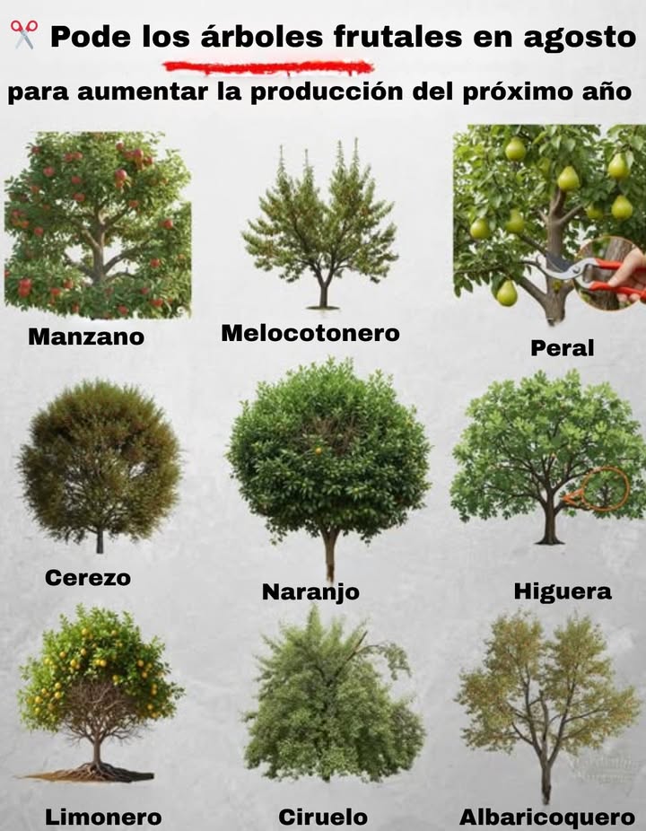 Agosto es el momento ideal para una poda estratégica de verano en tus frutales. Así promoverás árboles más sanos y mejores cosechas la próxima temporada. Aquí qué podar y por qué es importante 1. Manzano Por qué: Mejora la entrada de luz y guía el crecimiento Poda: Ramas cruzadas, brotes verticales chupones y ramas débiles 2. Duraznero Melocotonero Por qué: Favorece la madera fructífera y reduce enfermedades Poda: Chupones verticales y ramas demasiado largas 3. Peral Por qué: Mejora la ventilación y evita roturas de ramas Poda: Brotes en la base y ramas interiores densas 4. Cerezo Por qué: Mantiene el árbol compacto y productivo Poda: Ramas cruzadas, madera muerta y brotes verticales pequeños 5. Naranjo Por qué: Favorece la maduración uniforme y previene enfermedades Poda: Ramitas secas, ramas internas enredadas y brotes débiles 6. Higuera Por qué: Evita el exceso de ramas y enfoca la energía Poda: Ramas que crecen hacia dentro y chupones en la base 7. Limonero Por qué: Mejora la aireación y mantiene una forma compacta Poda: Ramas bajas, chupones y madera muerta 8. Ciruelo Por qué: Fortalece la estructura y evita el sobrecrecimiento Poda: Ramas amontonadas y madera dañada 9. Albaricoquero Damasco Por qué: Mejora la entrada de luz y la fructificación futura Poda: Chupones y ramas viejas del interior