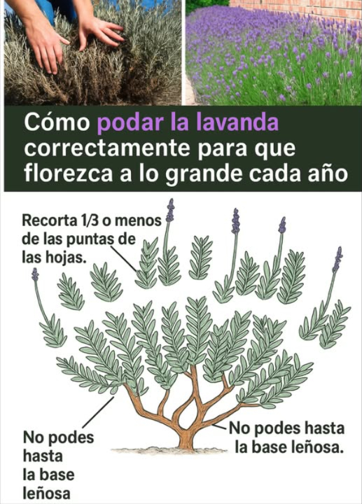 Por qué podar la lavanda? Mantiene la planta saludable, con una forma compacta y abundantes flores. Además: - Estimula el crecimiento nuevo - Previene que se vuelva leñosa - Aumenta su longevidad Cuándo podar? A finales de verano/inicio de otoño: realiza una poda ligera para eliminar flores secas. En primavera: lleva a cabo una poda más intensa para prepararla para el crecimiento. Evita podar en invierno puede causar daños. 藺 Herramientas necesarias: - Tijeras afiladas - Guantes - Desinfectante Cómo podar? 1. Identifica la variedad: - Inglesa: poda fuerte en primavera - Francesa/española: podas suaves 2. Inspecciona: quita flores secas y tallos dañados. 3. Después de la floración: corta un tercio del follaje, sin tocar la madera vieja. 4. En primavera: poda hasta 2/3 del verde sano. 5. Limpieza: retira restos y compostea lo sano. Consejos: - No cortes madera vieja - Da forma redonda - No sobrepodes plantas jóvenes - Realiza esto anualmente Errores comunes: - Podar en invierno - Cortar madera leñosa - No podar menos flores y más madera.