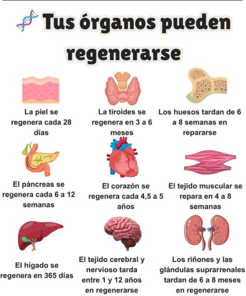 狀 Remedios que usaban las abuelas durante la Segunda Guerra Mundial
暈 Cebolla con miel
Antibióticos naturales usados para resfriados, tos e infecciones.
 Infusión de manzanilla
Alivia molestias estomacales, ansiedad, estrés postraumático y síntomas de resfriado o gripe.
凜 Cataplasma de patata
Aplicado sobre la piel para tratar quemaduras, inflamación y afecciones cutáneas.
蓼 Agua con sal
Utilizada para hacer gárgaras en caso de dolor de garganta o para desinfectar heridas.
塞 Hojas de col
Usadas como compresas para aliviar dolor en las articulaciones, inflamación o mastitis.
直 Carbón activado
Tomado por vía oral para intoxicaciones o infecciones intestinales.