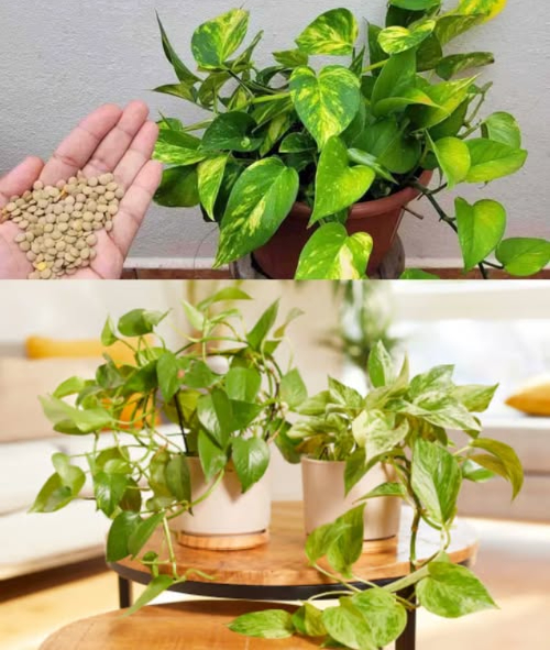 Un vaso pequeño en cada planta y los resultados serán increíbles 
Solo necesitas un vasito con este ingrediente para que tus plantas crezcan fuertes, frondosas y llenas de vida.
El secreto natural para plantas saludables y flores abundantes
Lentejas remojadas en agua a temperatura ambiente durante 5 horas.
La magia está en el agua amarillenta que sueltan las lentejas, llena de calcio, potasio, fósforo, magnesio y minerales esenciales.
Cómo usar:
 Llena un vaso con agua y añade 3 cucharadas de lentejas
 Deja reposar mínimo 5 horas
 Riega la tierra con esta infusión nutritiva
En pocos días, tus plantas mostrarán hojas brillantes, raíces fuertes y muchas flores pequeñas que sorprenderán a todos.
Fácil, económico y 100% natural. Dale vida a tus joyas verdes hoy mismo.