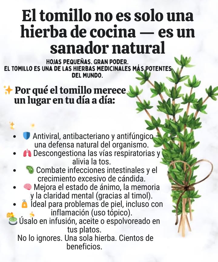 EL TOMILLO NO ES SOLO UNA HIERBA DE COCINA  ES UN SANADOR NATURAL