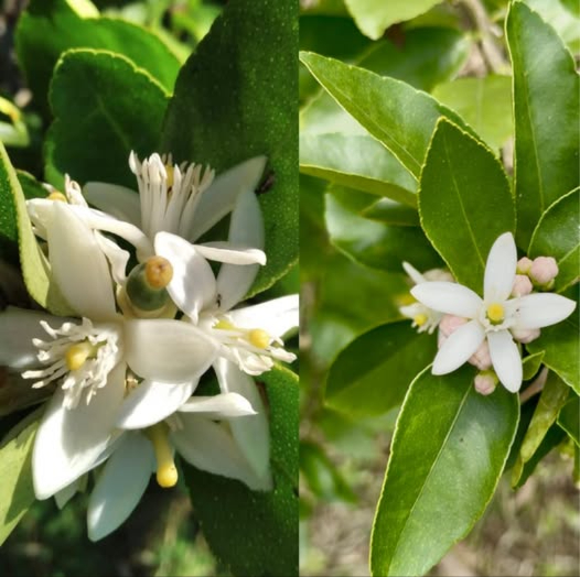 Beneficios medicinales de la flor de limón  
 1. Propiedades sedantes y relajantes  
Su infusión se utiliza para calmar los nervios, disminuir el estrés y la ansiedad, y promover un sueño reparador.  
 2. Alivia dolores de cabeza tensionales  
Esto se debe a su efecto relajante sobre el sistema nervioso y los músculos.  
 3. Propiedades digestivas  
Ayuda a aliviar la indigestión, cólicos leves, gases y molestias estomacales relacionadas con nervios o ansiedad.  
 4. Calma palpitaciones leves  
Tradicionalmente se emplea en personas que experimentan palpitaciones debido a la ansiedad o el susto, actuando como un tranquilizante natural.  
 5. Propiedades antiespasmódicas  
Relaja los músculos lisos, siendo útil para cólicos menstruales leves.  
 6. Fortalece el sistema inmunológico uso combinado  
Al combinarla con hojas y cáscara de limón, aporta antioxidantes y compuestos que fortalecen las defensas.  
 7. Uso espiritual y energético  
En baños, se utiliza para atraer calma, armonía y limpieza energética del cuerpo y del hogar.