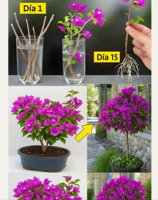 Haz que tu buganvilla explote en flores con estos sencillos cuidados y trucos de poda! 
 Luz y ubicación:
 Le encanta el sol completo  – Necesita al menos 6 horas diarias para flores vibrantes.
 Suelo bien drenado  – Evita las raíces inundadas para un crecimiento saludable.
 Regando:
 Regadera moderada  – Deja que el suelo seque ligeramente entre regaderas.
 Reduce el riego en invierno  para fomentar la la latencia.
 Cuándo y cómo podar:
 El mejor momento: después de florecer o a finales del invierno/principios de primavera. 
 Recortan ramas muertas o débiles para una planta más fuerte.
 Recortar tallos largos para dar forma y animar más flores.
 Fertilizando:
 Utiliza un fertilizante de alto fósforo  cada 4 semanas durante la temporada de crecimiento.
 Evita demasiado nitrógeno   promueve las hojas sobre las flores!
Prueba estos consejos y disfruta de una impresionante Bougainvillea todo el año