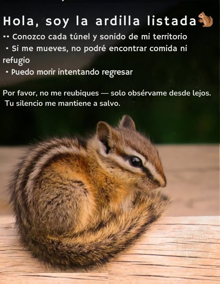 Los animales salvajes conocen cada camino de su territorio de memoria.   
Cuando los humanos los reubican, pierden acceso a comida y refugio.  
La mayoría de la vida silvestre rescatada muere después de ser liberada lejos de casa.  
Si un animal no está herido, déjalo donde lo encontraste.