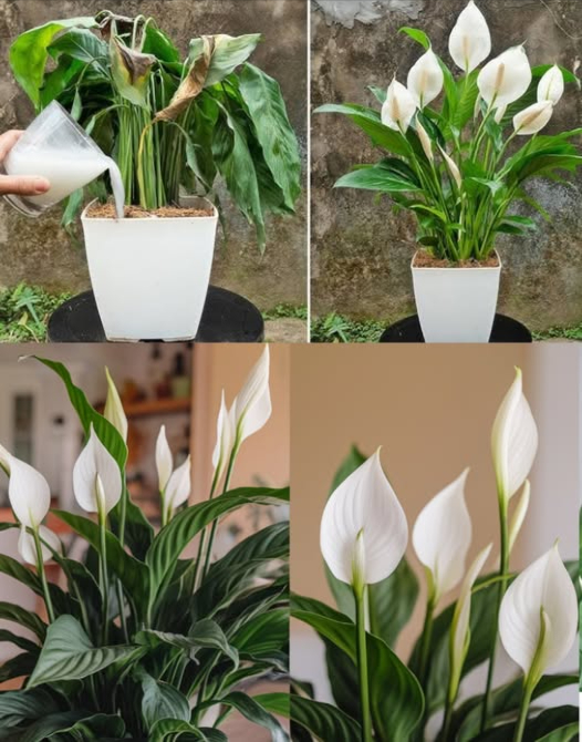 Solo 1 taza hace que las flores de la paz florezcan con tantas flores todo el año!
Si tu planta de paz no está floreciendo, prueba este fácil truco natural: agua de arroz! Es una manera simple y sin costo de ayudar a tu planta a florecer bellamente todo el año.
 Por qué funciona el agua de arroz?
El agua de arroz contiene nutrientes naturales como las vitaminas del grupo B y almidones que mejoran la salud de las raíces y fomentan más flores.
 Cómo hacerlo?
Necesitarás:
 taza de arroz crudo
2 tazas de agua
Tazón o frasco
Pasos:
Remoja el arroz en agua durante 3060 minutos.
Revuelve o agita bien.
Cuela opcional y guarda el agua turbia.
 Cómo usarlo?
Vierte 1 taza en la tierra una vez a la semana.
Usa a temperatura ambiente.
Sustituye tu riego regular  no sobre riegues.
 Consejos adicionales para florecer:
Coloca en luz brillante e indirecta.
Limpia las hojas.
Recorta las flores viejas.
Fertiliza una vez al mes para un impulso extra.
 El resultado?
Hojas exuberantes, raíces saludables y hermosas flores blancas  todo gracias a una taza de agua de arroz!