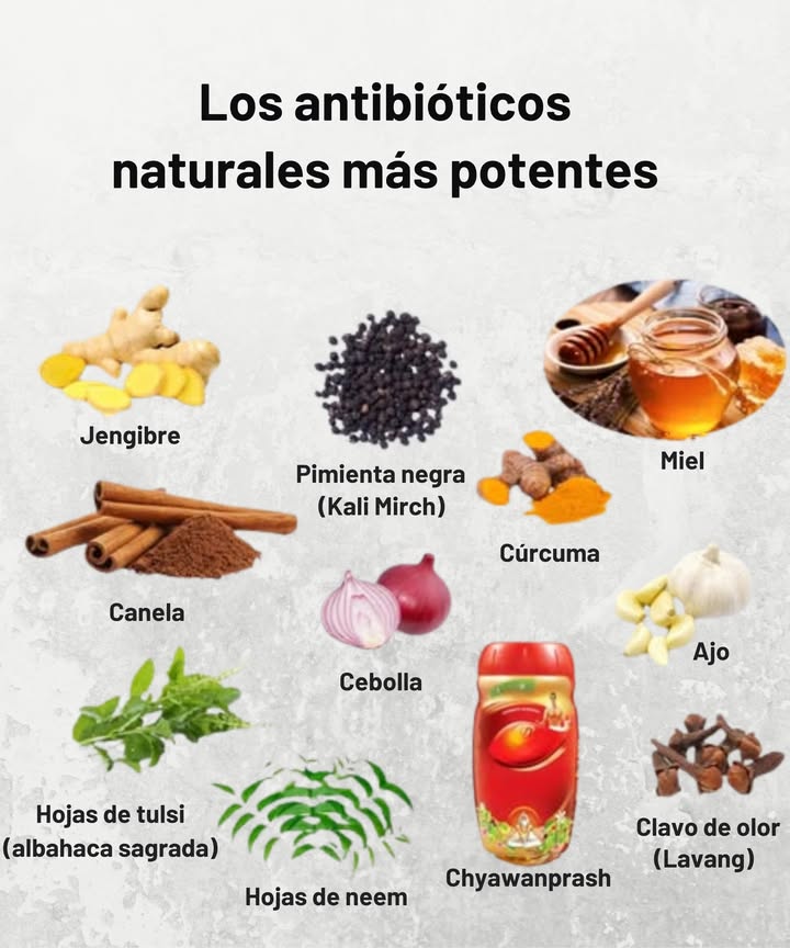 Los antibióticos naturales más potentes que fortalecen tu organismo desde la raíz 
 Jengibre: combate infecciones y alivia la inflamación
 Pimienta negra Kali Mirch: mejora la absorción de nutrientes y limpia las vías respiratorias
 Miel: poderosa acción antibacteriana y cicatrizante
 Cúrcuma: desinflamante y protectora del sistema inmunológico
 Canela: antiséptica y reguladora del azúcar en sangre
暈 Cebolla: expectorante natural y purificadora
龍 Ajo: antibiótico natural por excelencia
 Hojas de tulsi albahaca sagrada: inmunoestimulante y antiviral
 Hojas de neem: purificadoras y antibacterianas
 Chyawanprash: tónico ayurvédico revitalizante
 Clavo de olor Lavang: potente antiséptico y analgésico
 Un botiquín natural directo de la naturaleza.