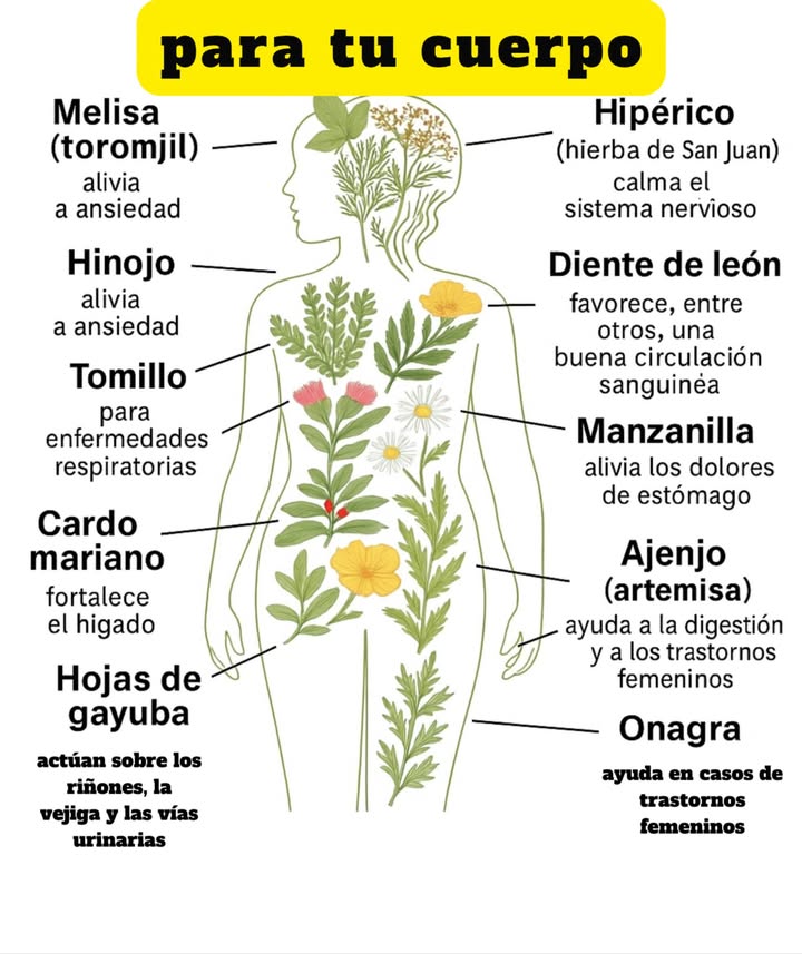 Plantas medicinales para tu cuerpo 

Melisa toronjil: alivia la ansiedad.

Hipérico hierba de San Juan: calma el sistema nervioso.

Hinojo: contribuye a reducir la ansiedad.

Diente de león: favorece la circulación sanguínea.

Tomillo: útil en casos de enfermedades respiratorias.

Manzanilla: alivia dolores de estómago.

Cardo mariano: fortalece el hígado.

Ajenjo artemisa: apoya la digestión y los trastornos femeninos.

Hojas de gayuba: actúan sobre riñones, vejiga y vías urinarias.

Onagra: ayuda en casos de trastornos femeninos.

 Un recorrido natural por plantas que la tradición ha valorado por sus beneficios en diferentes funciones del organismo.