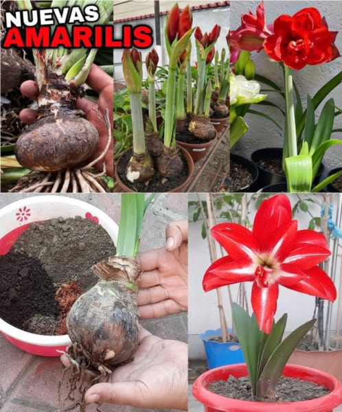 Cómo Cultivar y Hacer que el Amarilis Vuelva a Florar
Materiales y cuidados del amaryllis:
1. Suelo y riego: Usa suelo de drenaje rápido y peso medio. Añade arena si es necesario para sostener las plantas maduras. Riega solo cuando el suelo esté seco. Coloca la planta en un área soleada y bien drenada.
2. Preparación del suelo: El amaryllis prefiere luz solar directa o parcial y suelo bien drenado, con pH entre 6.0 y 6.8. Si el suelo es arenoso, agrega compost descompuesto.
3. Selección de bulbos: Los bulbos grandes florecen antes. Los pequeños tardan más. Se pueden cultivar tanto en interiores como en el jardín.
4. Época de floración: El amaryllis florece entre marzo y junio. Mantén la primera capa de 5 cm de suelo húmeda, sin encharcar.
5. Fertilización: Aplica fertilizante orgánico de liberación controlada en otoño, tras la floración y antes del crecimiento de las hojas.
Poda y cuidados adicionales:
1. Poda: Tras la floración, corta las cabezas y tallos. Retira hojas muertas a finales de primavera.
2. Plagas y enfermedades: Las babosas y caracoles son las principales plagas. Usa pellets de hierro para prevenir daños. En condiciones húmedas, usa fungicida de cobre para evitar quemaduras en las hojas.
Propagación y rebrote de bulbos:
1. Propagación: Divide los bulbos a finales de primavera o principios de verano cuando las hojas se sequen por completo. Replántalos de inmediato.
2. Refloración: Deja que los bulbos entren en dormancia durante 10-12 semanas en un lugar fresco y seco. Después de la dormancia, replanta en suelo fresco y colócalo en un lugar soleado