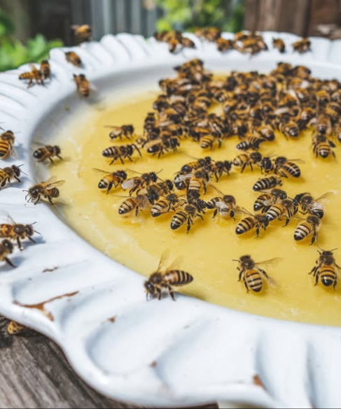 En verano, las abejas tienen sed y hambre: un pequeño gesto puede cambiarlo todo  Durante los meses cálidos, las flores escasean, el agua también… y las abejas luchan por sobrevivir. Muchas se ahogan al intentar beber en las piscinas o en platos demasiado profundos.  Consejo dulce y salvador: Ralla una manzana y coloca los trozos en un bol lleno de agua. Así, las abejas pueden posarse de forma segura, alimentarse de los azúcares naturales de la manzana y hidratarse sin peligro.  Un gesto simple, natural y cariñoso para apoyar a nuestros polinizadores en apuros. Cada bol de agua frutal se convierte en un refugio de vida. Ayudémoslas a sobrevivir, ellas nos lo devuelven con creces.