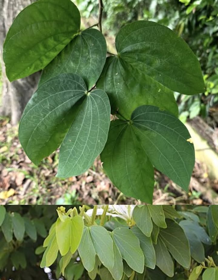Propiedades medicinales de la pata de vaca para la diabetes nombre científico Bauhinia forficata, 
1.  Hipoglucemiante natural
Sus hojas contienen compuestos como flavonoides y alcaloides que ayudan a reducir los niveles de glucosa en sangre, actuando de manera similar a la insulina.
2.  Protección del páncreas
Estimula la regeneración de las células beta pancreáticas, que son las encargadas de producir insulina.
3.  Mejora la tolerancia a la glucosa
Favorece el metabolismo de los carbohidratos y mejora la sensibilidad a la insulina en personas con resistencia.
 Modo de consumo infusión:
Ingredientes:
1 cucharada de hojas frescas de Bauhinia forficata aprox. 5 g
1 taza de agua hirviendo 250 ml
Preparación:
1. Agrega las hojas a la taza con agua hirviendo.
2. Tapa y deja reposar por 10 minutos.
3. Cuela y bebe.
Dosis recomendada:
 1 taza una vez al día mañana  durante 15 a 30 días. Luego hacer una pausa de una semana.