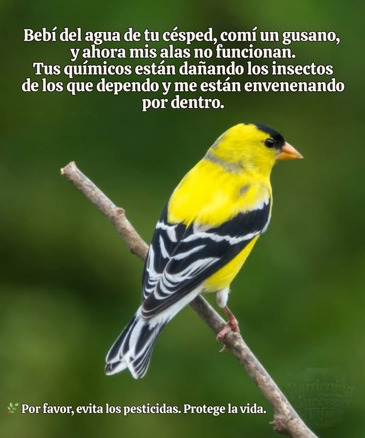 Ese Césped Perfecto No Vale el Costo   
Debajo del verde exuberante se encuentra una verdad tóxica: los pesticidas y herbicidas no se detienen en las plagas.  
Se filtran en el suelo, escurren hacia el agua y llegan a los picos de las aves.  
Cada parche “perfecto” puede causar daño en toda la cadena alimentaria.  
Elige el cuidado sobre el control: deja que la naturaleza prospere.   
#EcoFriendlyGardening #JardineríaEcoAmigable #ProtectWildlife #ProtegerLaVidaSilvestre #NatureOverChemicals #NaturalezaSobreQuímicos