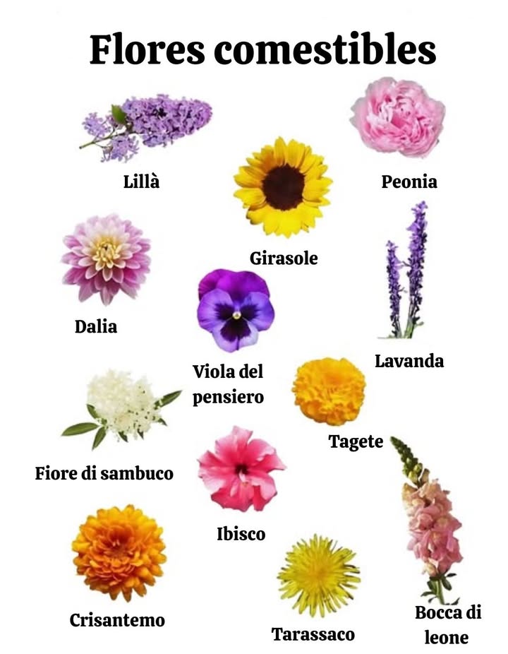 Flores comestibles: belleza y sabores en el plato   
 Lila  en jarabe, gelatina o pasteles, notas florales refinadas.  
 Peonía  pétalos dulces para ensaladas, postres e infusiones.  
 Dalia  pétalos crujientes y coloridos, tubérculos comestibles.  
 Pensamiento  decorativa, sabor discreto para ensaladas y postres.  
 Lavanda  galletas, helados, infusiones, dulce o salado.  
 Flor de saúco  jarabe, champán de saúco, postres frutales.  
 Clavel  sabor picante y especiado, perfecto en ensaladas.  
 Hibisco  bebidas ácidas y refrescantes bissap, karkadé.  
 Crisantemo  en infusión, sopa o platos salteados, sabor amargo.  
 Diente de león  en jarabe, gelatina o crudo, rico en nutrientes.  
 Boca de león  pétalos ligeramente amargos, toque gastronómico.  
 Las flores comestibles combinan belleza, salud y delicias para una cocina creativa y colorida.