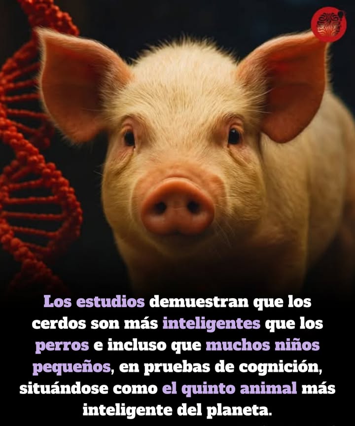 Los cerdos pueden no estar en la parte superior de la lista de animales inteligentes de la mayoría de las personas, pero la ciencia dice que deberían. Una nueva investigación de la Universidad de Emory clasifica a los cerdos como los quintos animales más inteligentes del planeta, superando no solo a los perros, sino también a muchos niños pequeños en habilidades cognitivas. 

En varios experimentos, los cerdos demostraron una impresionante memoria a largo plazo, habilidades de navegación espacial, reconocimiento de objetos y habilidades para resolver problemas. En un ejemplo sorprendente, los lechones comprendieron rápidamente el concepto de reflejos en un espejo, una habilidad que a los niños humanos les toma años entender.

Más allá de la inteligencia básica, los estudios muestran que los cerdos experimentan una amplia gama de emociones y muestran signos de empatía, revelando una profundidad de inteligencia emocional raramente reconocida en los animales de granja.

Según los investigadores, estos hallazgos alinean a los cerdos con algunas de las especies no humanas más inteligentes, como los chimpancés y los delfines. A medida que la ciencia continúa explorando la cognición animal, los cerdos finalmente están recibiendo el reconocimiento que merecen como una de las criaturas más sofisticadas y socialmente complejas del reino animal.
