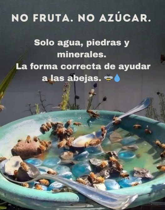 Como apicultor, te insto: no dejes fruta para las abejas.  Cuando se expone al sol, crece bacteria que puede contaminar la miel y dañar a toda la colonia.  
 En lugar de eso, instala una estación de agua para abejas:  
 Un plato poco profundo con agua   
 Piedras o ramitas para aterrizajes seguros 蝹  
 Una pizca de sal del Himalaya rosa para minerales 蓼  
Estos minerales ayudan a las abejas a regular la temperatura de su colmena un constante 90Fesencial para la producción de miel y la crianza de sus crías.   
 No alimentes a las abejas directamente. Prosperan mejor recolectando néctar y polen naturales, lo que mantiene sus sistemas inmunológicos fuertes.