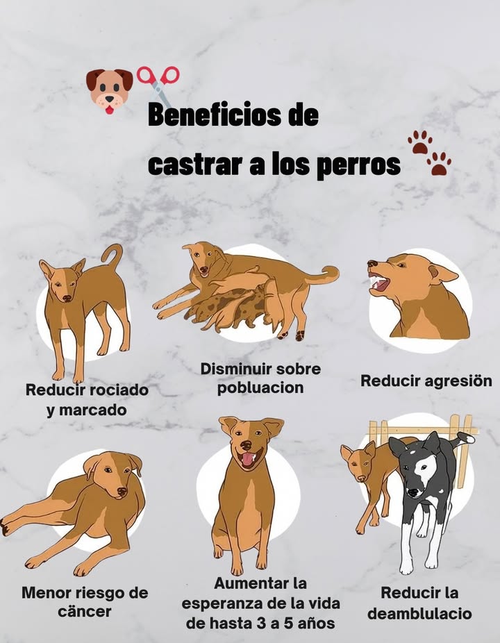 Beneficios de castrar a los perros 

1 Reducir rociado y marcado  Menos orina para marcar territorio.
2 Disminuir la sobrepoblación  Ayuda a evitar camadas no deseadas.
3 Reducir agresión  Mejora la convivencia con otros perros y personas.
4 Menor riesgo de cáncer  Disminuye la probabilidad de ciertos tumores.
5 Aumentar la esperanza de vida  Hasta 3 a 5 años más.
6 Reducir la deambulación  Menos riesgo de que se escape o se pierda.

 Una decisión responsable que mejora la salud y seguridad de tu mascota.

#CuidadoCanino #MascotasFelices #Esterilización