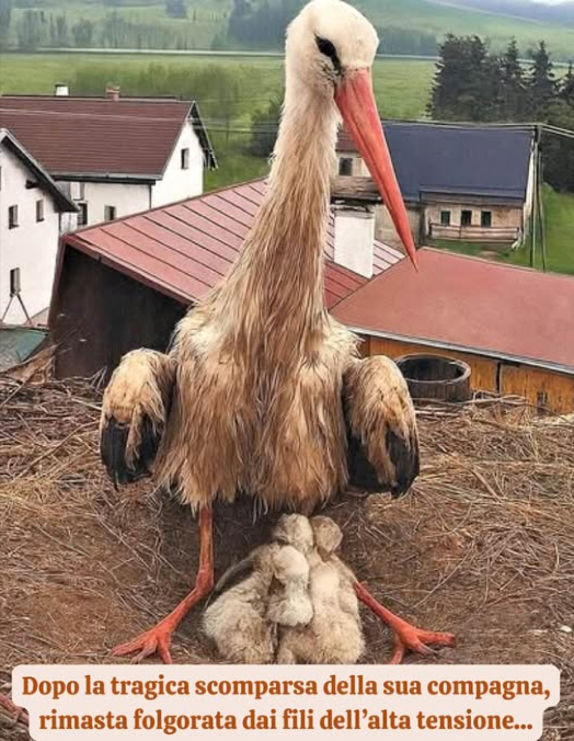 Después de la trágica desaparición de su compañera, que quedó electrocutada por los cables de alta tensión, un papá cigüeña se encontró solo, en la cima del nido, con cuatro pequeños a los que cuidar. Cuatro vidas frágiles, hambrientas e indefensas, que dependían únicamente de él. El dolor podría haberlo quebrantado, pero no lo hizo. Este papá eligió quedarse. Continuó velando por ellos, día y noche, desafiando el viento, la lluvia y la soledad. Sin titubeos, solo instinto, amor y coraje. Y luego, un día, llegó una ayuda inesperada: tres veces al día, un hombre se trepa hasta el nido para llevar comida. No solo para los pequeños, sino también para ese padre cansado, que nunca deja de luchar. Así, paso a paso, gesto a gesto, hombre y cigüeña están construyendo una historia que va más allá de las palabras: una historia de resiliencia, dedicación y amor. Porque, incluso en el reino animal, el amor de un padre es una fuerza silenciosa e inmensa. Está ahí, en los gestos cotidianos, en los sacrificios que nadie ve, en la vida que continúa contra toda previsión.