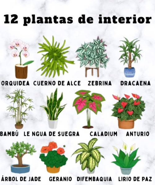 Las plantas de interior son una excelente manera de añadir un toque natural y estético a nuestros hogares y espacios laborales. Además de su belleza, estas plantas contribuyen a purificar el aire y mejorar la calidad del entorno. Para que prosperen, es esencial proporcionarles las condiciones adecuadas en cuanto a luz, riego y fertilización. La luz es fundamental para el crecimiento de las plantas de interior. Algunas necesitan mucha luz, mientras que otras pueden sobrevivir en condiciones de sombra. - Luz alta : Plantas como la orquídea, la bromelia y el anthurium requieren abundante luz para desarrollarse. - Luz media : Plantas como la spider plant, la peperomia y la dracaena son capaces de tolerar una iluminación media. - Luz baja : Plantas como la ZZ plant, la snake plant y el pothos se adaptan bien a la sombra. El riego también es crucial para el desarrollo de las plantas interiores. Algunas necesitan mucha agua, mientras que otras pueden resistir periodos de sequía. - Riego moderado : La mayoría de las plantas de interior requieren un riego equilibrado. - Evitar el exceso de agua : Un riego excesivo puede provocar la pudrición de las raíces y la muerte de la planta. - Riego estacional : Durante primavera y verano, las plantas necesitan más agua, mientras que en otoño e invierno requieren menos. La fertilización es esencial para proporcionar los nutrientes que las plantas necesitan para crecer. - Fertilizar moderadamente : Generalmente, las plantas de interior requieren fertilización moderada. - Elegir un fertilizante equilibrado : Este tipo de fertilizante proporciona los nutrientes adecuados para el crecimiento saludable de las plantas. - Fertilización estacional : En primavera y verano, las plantas demandan más fertilizante; en otoño e invierno, necesitan menos. Aquí hay algunas de las plantas más populares para interiores: - Spider plant : Fácil de cuidar, necesita luz media y riego moderado. - Snake plant : Soporta bien la sombra y requiere riego moderado. - Pothos : Puede vivir en condiciones sombrías y también necesita riego moderado. - Dracaena : Necesita iluminación media y un riego equilibrado. - Orquídea : Requiere mucha luz y un riego moderado. Incorpora estas maravillosas plantas en tu hogar o espacio de trabajo y disfruta de sus beneficios!