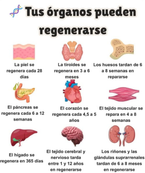 狀 Remedios que usaban las abuelas durante la Segunda Guerra Mundial 暈 Cebolla con miel Antibióticos naturales usados para resfriados, tos e infecciones. Infusión de manzanilla Alivia molestias estomacales, ansiedad, estrés postraumático y síntomas de resfriado o gripe. 凜 Cataplasma de patata Aplicado sobre la piel para tratar quemaduras, inflamación y afecciones cutáneas. 蓼 Agua con sal Utilizada para hacer gárgaras en caso de dolor de garganta o para desinfectar heridas. 塞 Hojas de col Usadas como compresas para aliviar dolor en las articulaciones, inflamación o mastitis. 直 Carbón activado Tomado por vía oral para intoxicaciones o infecciones intestinales.