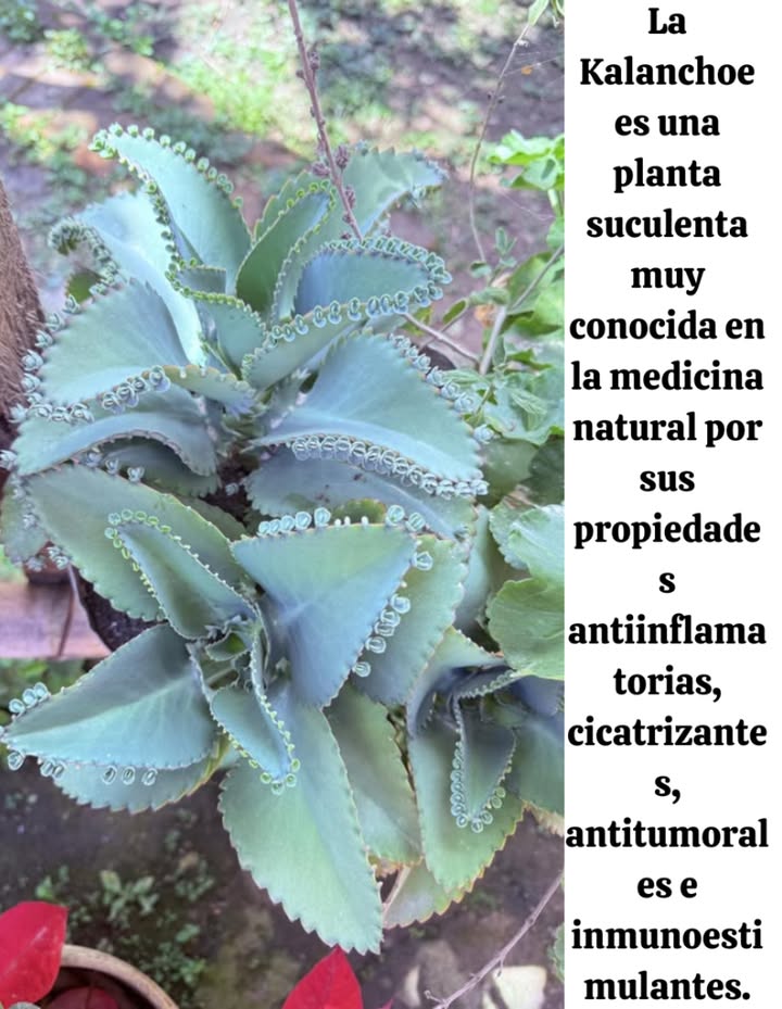 La Kalanchoe es una planta suculenta muy conocida en la medicina natural por sus propiedades antiinflamatorias, cicatrizantes, antitumorales e inmunoestimulantes.