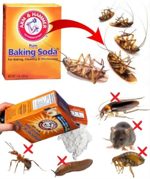 Deshazte de los insectos con este truco casero infalible El bicarbonato de sodio es más que un limpiador multiusos. Usado correctamente, se convierte en un insecticida natural que elimina cucarachas, mosquitos y hormigas sin necesidad de químicos tóxicos. Cebo casero para cucarachas: Mezcla 1 taza de bicarbonato de sodio 1 taza de azúcar glas. Coloca la mezcla en pequeños recipientes cerca de zonas infestadas. El azúcar atrae, el bicarbonato envenena. Resultado: cucarachas fuera. Spray repelente para mosquitos: 1 cdita de bicarbonato de sodio 1 cdita de aceite de oliva 5 cditas de vinagre de manzana Mezcla bien y vierte en un frasco con atomizador. Rocía en ventanas, rincones y entradas. Otros aliados naturales contra los insectos: Cebolla: cubos en agua espantan a los insectos por su olor. 龍 Ajo: triturado con agua, aceite y jabón; rocía donde haya plagas. Guindilla: 3 cucharadas hervidas en 4 L de agua, reposa 24 h, añade jabón y usa como spray. Plantas repelentes: albahaca, lavanda, caléndula y romero decoran y protegen. Aceite esencial de menta: 10 gotas en agua, rocía para espantar cucarachas, arañas y hasta ratones! Tu hogar, libre de insectos y sin químicos. El poder está en tu cocina. Usa estos ingredientes naturales y dile adiós a los invasores.