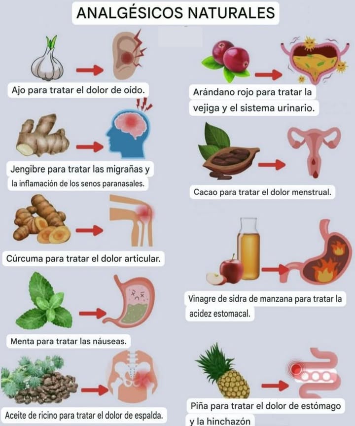 Analgésicos naturales para aliviar dolencias comunes Los remedios naturales pueden ofrecer alivio suave y eficaz para diferentes tipos de dolor, ayudando al cuerpo a recuperar su equilibrio de manera natural. 龍 Ajo Alivia el dolor de oído gracias a sus propiedades antimicrobianas. Arándano rojo Favorece la salud de la vejiga y del sistema urinario. Jengibre Reduce migrañas e inflamación de los senos paranasales. Cacao Calma el dolor menstrual y mejora el estado de ánimo. Cúrcuma Ayuda a aliviar el dolor articular y la inflamación. Vinagre de sidra de manzana Equilibra la acidez estomacal y favorece la digestión. Menta Reduce las náuseas y aporta frescura digestiva. Aceite de ricino Contribuye a aliviar el dolor de espalda y la tensión muscular. Piña Disminuye el dolor de estómago y la hinchazón gracias a la bromelina. Una rutina natural puede acompañar el bienestar físico, siempre desde la moderación y el autocuidado.