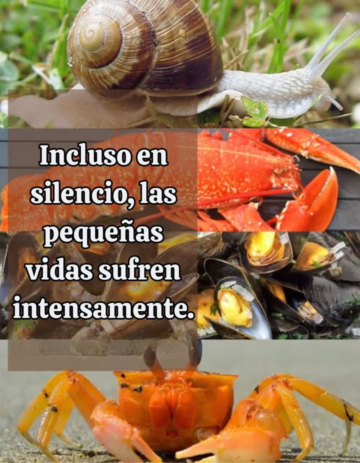 Hola. Soy un caracol. No hago ruido, no corro, no molesto a nadie. Me muevo lentamente, en silencio. Cuando estoy sumergido en agua hirviendo, sigo vivo. Siento el calor subir, mi piel arde. Siento el dolor. No tengo lágrimas, pero sufro. No estoy solo. Las langostas, los cangrejos, los mejillones Ellos también son cocidos vivos. Ellos también sienten. Decir "solo es un caracol" no cambia nada de lo que siento. Siento. Sufro. Existo. Observar lo que ponemos en nuestros platos permite entender el sufrimiento a veces oculto detrás de la comida. Incluso el silencio puede contener dolor. Las pequeñas vidas no son menos importantes.