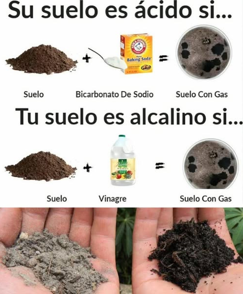 Conoce el pH de tu suelo con un método casero y práctico El pH del suelo es crucial para el crecimiento de las plantas, ya que afecta la disponibilidad de nutrientes. A continuación, te explico cómo realizar una prueba sencilla en casa: Pasos para medir el pH del suelo: 1. Recolección de muestras: Toma pequeñas porciones de tierra de diferentes zonas de tu jardín o terreno. Mezcla las muestras para obtener un resultado representativo. 2. Preparación de las pruebas: Divide la tierra recolectada en dos recipientes pequeños. Añade una cucharadita de bicarbonato de sodio a un recipiente y mézclalo con un poco de agua. 3. Prueba con vinagre: En el segundo recipiente, vierte una pequeña cantidad de vinagre blanco sobre la tierra. 4. Observa las reacciones: Si burbujea el recipiente con bicarbonato, el suelo es ácido pH bajo. Si burbujea el recipiente con vinagre, el suelo es alcalino pH alto. 5. Resultados e interpretación: Si no hay burbujeo en ninguno de los recipientes, el suelo es probablemente neutro pH cercano a 7. Este método es indicativo, no exacto. Para mediciones precisas, utiliza un kit de pH o lleva muestras a un laboratorio. Importancia del pH del suelo: Ácido pH bajo: Limita la disponibilidad de nutrientes como el calcio y el magnesio. Alcalino pH alto: Reduce la absorción de micronutrientes como el hierro y el zinc. Neutro pH 6.5-7: Es ideal para la mayoría de las plantas, ya que favorece la disponibilidad de nutrientes.