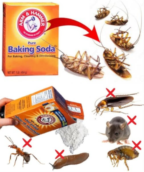 Deshazte de los insectos con este truco casero infalible El bicarbonato de sodio es más que un limpiador multiusos. Usado correctamente, se convierte en un insecticida natural que elimina cucarachas, mosquitos y hormigas sin necesidad de químicos tóxicos. Cebo casero para cucarachas: Mezcla 1 taza de bicarbonato de sodio 1 taza de azúcar glas. Coloca la mezcla en pequeños recipientes cerca de zonas infestadas. El azúcar atrae, el bicarbonato envenena. Resultado: cucarachas fuera. Spray repelente para mosquitos: 1 cdita de bicarbonato de sodio 1 cdita de aceite de oliva 5 cditas de vinagre de manzana Mezcla bien y vierte en un frasco con atomizador. Rocía en ventanas, rincones y entradas. Otros aliados naturales contra los insectos: Cebolla: cubos en agua espantan a los insectos por su olor. 龍 Ajo: triturado con agua, aceite y jabón; rocía donde haya plagas. Guindilla: 3 cucharadas hervidas en 4 L de agua, reposa 24 h, añade jabón y usa como spray. Plantas repelentes: albahaca, lavanda, caléndula y romero decoran y protegen. Aceite esencial de menta: 10 gotas en agua, rocía para espantar cucarachas, arañas y hasta ratones! Tu hogar, libre de insectos y sin químicos. El poder está en tu cocina. Usa estos ingredientes naturales y dile adiós a los invasores.