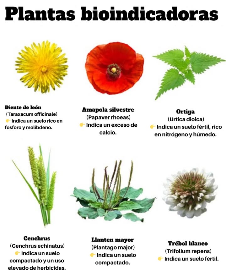 六 Plantas bioindicadoras de las condiciones del suelo Estas especies, cuando crecen espontáneamente en un lugar, revelan ciertas características del suelo: 1. Diente de león Taraxacum officinale: indica un suelo rico en fósforo y molibdeno. 2. Amapola silvestre Papaver rhoeas: señala un exceso de calcio. 3. Ortiga Urtica dioica: indica un suelo fértil, rico en nitrógeno y bien húmedo. 4. Cenchrus Cenchrus echinatus: revela una fuerte compactación y un uso intensivo de herbicidas. 5. Plantago mayor Plantago major: indica un suelo compactado. 6. Trébol blanco Trifolium repens: señala un suelo fértil. Estas plantas constituyen una herramienta valiosa para evaluar la calidad y las propiedades del suelo, sin recurrir a análisis químicos complejos.