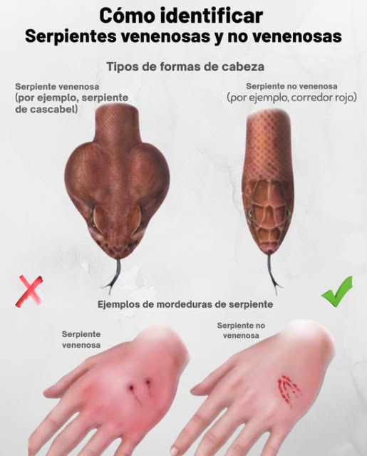 Inteligencia de Serpientes: Venenosas vs. No Venenosas Conoce la Diferencia! Forma de la Cabeza: Venenosas: Cabeza triangular por ejemplo, serpientes de cascabel No Venenosas: Cabeza redondeada 喝 Marcas de Mordedura: Venenosas: 12 perforaciones profundas de colmillos, hinchazón, dolor severo No Venenosas: Filas pequeñas de dientes, dolor leve Mantente Seguro: Nunca manejes serpientes salvajes Algunas serpientes inofensivas imitan a las venenosas Si te muerden, mantén la calma y busca ayuda médica rápidamente El conocimiento te mantiene seguro!