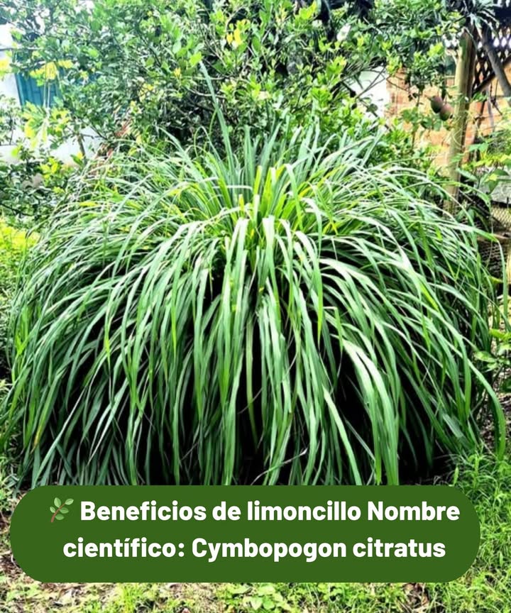 Beneficios de limoncillo Nombre científico: Cymbopogon citratus También conocido como citronela o zacate de limón. 4 Propiedades medicinales del limoncillo 1. Relajante natural y ansiolítico Ayuda a calmar el sistema nervioso, reducir el estrés, la ansiedad y mejorar el sueño. Muy usada en infusiones nocturnas. 2. Digestivo y carminativo Alivia gases, cólicos y mejora la digestión. Ideal después de las comidas pesadas. 3. Antiinflamatorio y analgésico Reduce inflamaciones internas y dolores leves, como de cabeza o musculares. 4. Antibacteriano y antiviral Tiene aceites esenciales con capacidad para combatir bacterias y virus, fortaleciendo el sistema inmunológico. 𥳐 Modo común de uso: Infusión de 5 a 10 gramos de hojas frescas o secas en 1 taza de agua caliente, tomada 1 a 2 veces al día.