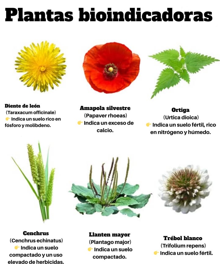 六 Plantas bioindicadoras de las condiciones del suelo Estas especies, cuando crecen espontáneamente en un lugar, revelan ciertas características del suelo: 1. Diente de león Taraxacum officinale: indica un suelo rico en fósforo y molibdeno. 2. Amapola silvestre Papaver rhoeas: señala un exceso de calcio. 3. Ortiga Urtica dioica: indica un suelo fértil, rico en nitrógeno y bien húmedo. 4. Cenchrus Cenchrus echinatus: revela una fuerte compactación y un uso intensivo de herbicidas. 5. Plantago mayor Plantago major: indica un suelo compactado. 6. Trébol blanco Trifolium repens: señala un suelo fértil. Estas plantas constituyen una herramienta valiosa para evaluar la calidad y las propiedades del suelo, sin recurrir a análisis químicos complejos.
