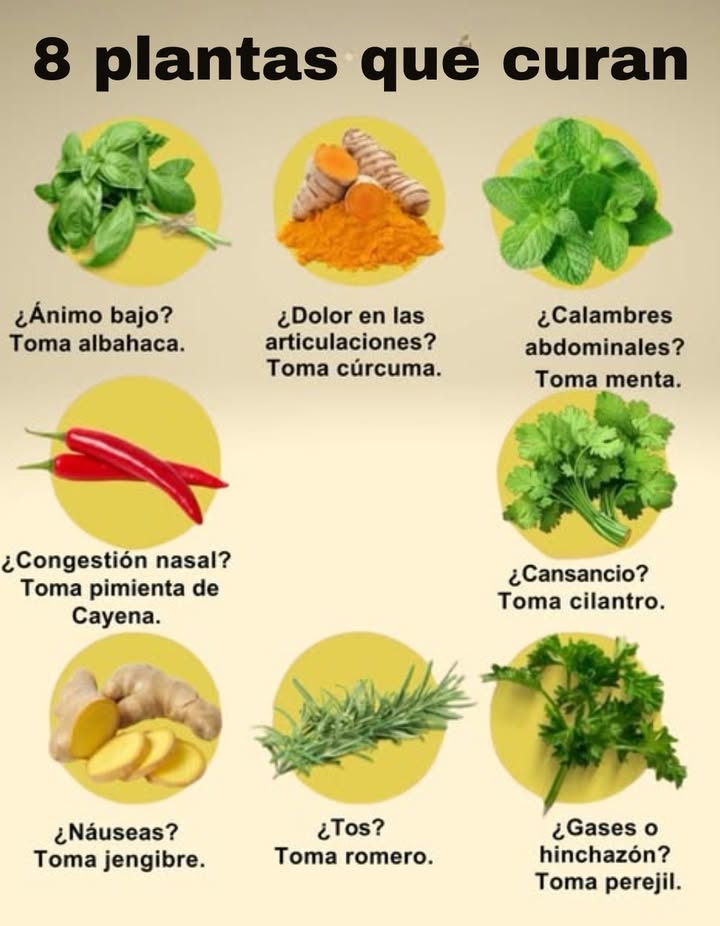 8 plantas que curan Ánimo bajo toma albahaca Dolor en las articulaciones toma cúrcuma Calambres abdominales toma menta Congestión nasal toma pimienta de Cayena Cansancio toma cilantro Náuseas toma jengibre Tos toma romero Gases o hinchazón toma perejil