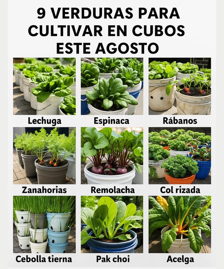 凌 9 verduras para cultivar en cubos este agosto! Perfectas para patios, balcones o jardines pequeños! Estos cultivos prosperan en cubos de 5 galones y en las temperaturas más frescas de finales de verano! Dónde y cuándo plantar: Zonas de EE. UU.: 510 cultivos de otoño Reino Unido: comienza para cosechas de otoño Australia: siembra a finales de invierno y principios de primavera Qué cultivar: 1. Lechuga Crece rápido y ama las noches frescas. 2. Espinaca Ideal para finales del verano a otoño, especialmente a la sombra. 3. Rábanos De rápido crecimiento y perfectos para siembras sucesivas. 4. Zanahorias Elige tipos cortos o redondos como Parisian. 5. Remolachas Crecen bien en cubos, raíces y hojas son comestibles. 6. Col rizada Prosperan en cubos y mejoran su sabor con temperaturas más frescas. 7. Cebollas verdes Eficientes en espacio y excelentes para cosechas repetidas. 8. Pak Choi Bok Choy Rápido en madurar y perfecto para salteados. 9. Acelga suiza Colorida, productiva y resistente al calor. Consejos: Usa una mezcla bien drenante, cubos con agujeros de drenaje y colócalos a media sombra. Siembra en lotes cada 2 semanas para una cosecha constante.