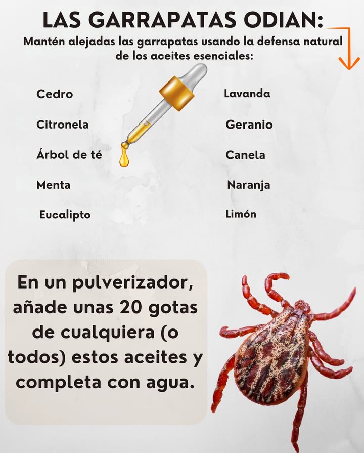 Las garrapatas odian esto! Mantén las garrapatas lejos con la defensa natural de los aceites esenciales: Cedro Citronela Árbol del té Menta Eucalipto Lavanda Geranio Canela Naranja Limón 林 Spray natural anti-garrapatas En un pulverizador: Añade 20 gotas de tus aceites esenciales preferidos Completa con agua Agita y aplica sobre ropa, mascotas con precaución o utensilios de jardín Sin químicos. Sin picaduras. Protección vegetal.
