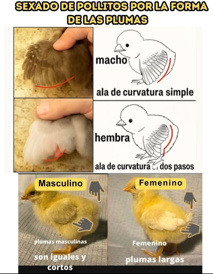 Aprende a diferenciar pollitos macho y hembra desde pequeños 

 Macho  plumas cortas e iguales, ala con curvatura simple.
 Hembra  plumas largas y desiguales, ala con curvatura en dos pasos.

 Un truco sencillo y práctico para quienes crían gallinas desde pollitos.

#AvesDeCorral #Pollitos #GranjaFeliz