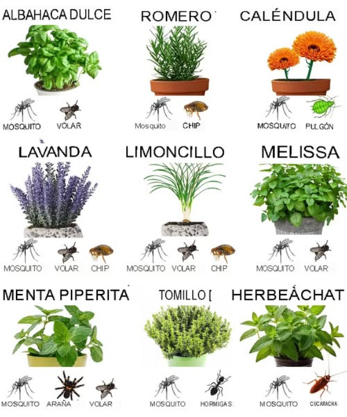 Defensa natural contra los insectos en el jardín: 11 plantas que ahuyentan a los dañinos Aquí tienes una excelente guía para utilizar plantas repelentes en el jardín para repeler naturalmente a los insectos dañinos. Aquí hay un resumen de las 11 plantas recomendadas y sus propiedades: Albahaca: ahuyenta mosquitos y moscas Lavanda: ahuyenta polillas, pulgas, moscas y mosquitos Citronela: ahuyenta mosquitos Caléndula: ahuyenta mosquitos, pulgones y conejos Menta: ahuyenta mosquitos, hormigas y ratones Hierba gatera: ahuyenta mosquitos, hormigas y cucarachas Crisantemo: ahuyenta cucarachas, hormigas, escarabajos japoneses, garrapatas y peces de plata Ajo: ahuyenta pulgones, mosquitos y polillas Romero: ahuyenta mosquitos, moscas de la zanahoria y polillas Petunias: ahuyentan pulgones, orugas de tomate y escarabajos de espárrago Citronela Cymbopogon nardus: ahuyenta mosquitos El uso de estas plantas repelentes naturales es una excelente alternativa a los insecticidas químicos, al mismo tiempo que contribuye a un jardín saludable y diversificado. Su integración inteligente puede reducir considerablemente los problemas de insectos dañinos.