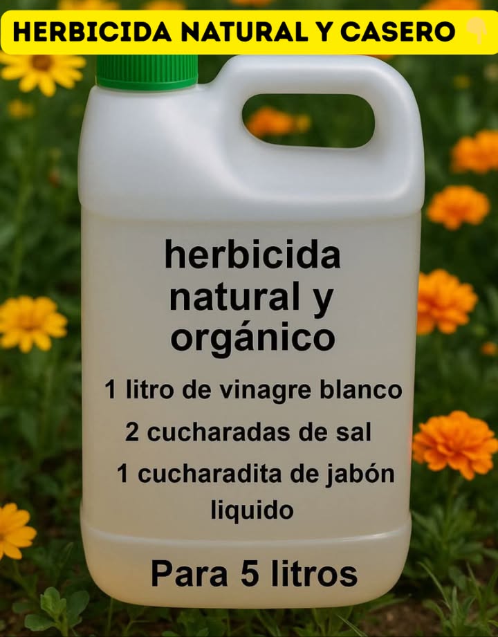 Herbicida Natural y Casero Ingredientes: - 1 litro de vinagre blanco 5% de acidez o más - 2 cucharadas de sal preferiblemente sal gruesa o marina - 1 cucharadita de jabón líquido actúa como adherente --- Preparación: 1. Vierte el vinagre en una botella o pulverizador limpio. 2. Añade la sal y agita bien hasta que se disuelva completamente. 3. Incorpora el jabón líquido y mezcla suavemente para evitar que se forme demasiada espuma. --- Modo de aplicación: 1. Elige un día soleado y sin viento, ya que el calor y la luz solar aumentan la efectividad del herbicida. 2. Rocía directamente sobre las hojas y tallos de las malas hierbas, cuidando de no mojar las plantas que deseas conservar. 3. Es recomendable aplicar por la mañana para que el producto tenga acción durante todo el día. 4. Si encuentras maleza resistente, repite la aplicación después de 2-3 días.