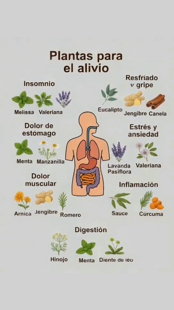 Los aceites esenciales, extraídos de plantas, son compuestos químicos naturales que se obtienen de diferentes partes de ellas, como hojas, flores, raíces y semillas. Estas sustancias tienen propiedades físicas y químicas que las hacen valiosas en diversas industrias, incluidas la cosmética, farmacéutica y alimentaria.

Aquí te mostramos el origen de algunos de los aceites esenciales más conocidos:

1. Aceite de Lavanda: se deriva de las flores de lavanda Lavandula angustifolia, originaria de la región mediterránea.
2. Aceite de Eucalipto: se obtiene de las hojas del eucalipto Eucalyptus globulus, que proviene de Australia.
3. Aceite de Té de Árbol: se extrae de las hojas del té de árbol Melaleuca alternifolia, también nativo de Australia.
4. Aceite de Jengibre: se produce a partir de las raíces del jengibre Zingiber officinale, que tiene su origen en Asia.
5. Aceite de Bergamota: se extrae de la cáscara de las bergamotas Citrus aurantium bergamia, nativas de Italia.

Características de los Aceites Esenciales

Los aceites esenciales presentan propiedades físicas y químicas únicas que los hacen útiles en múltiples industrias. Algunas características destacadas incluyen:

– Volatilidad: estos aceites son compuestos volátiles que se evaporan rápidamente.
– Aroma: poseen un aroma distintivo que se utiliza en la industria cosmética y farmacéutica.
– Propiedades químicas: cuentan con propiedades químicas singulares que los hacen valiosos en los sectores farmacéutico y alimentario.

 Descubre el potencial de los aceites esenciales!