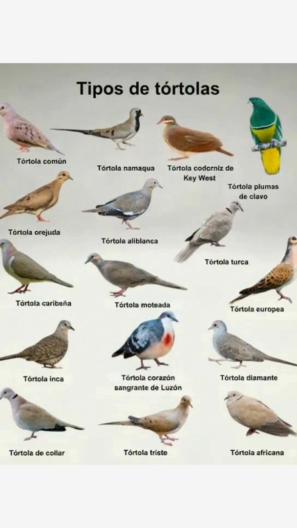 Tipos de tórtolas más conocidas 

 Tórtola común  elegante y adaptable
 Tórtola namaqua  originaria de África
 Tórtola codorniz de Key West  de plumaje rojizo
 Tórtola plumas de clavo  exótica y colorida
 Tórtola orejuda  con marcas distintivas en la cabeza
 Tórtola aliblanca  de alas claras y suaves
 Tórtola turca  frecuente en ciudades
 Tórtola caribeña  típica de islas tropicales
 Tórtola moteada  con plumas punteadas
 Tórtola europea  símbolo de paz y amor
 Tórtola inca  pequeña y discreta
 Tórtola corazón sangrante de Luzón  única con su mancha roja
 Tórtola diamante  de tamaño diminuto y ojos brillantes
 Tórtola de collar  con anillo negro en el cuello
 Tórtola triste  conocida por su canto melancólico
 Tórtola africana  común en regiones cálidas

 Belleza alada que conecta culturas, paisajes y emociones.