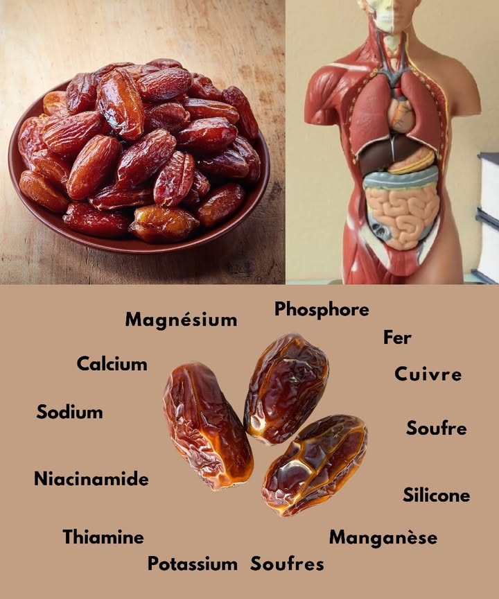Les Dattes : Un Trésor Naturel Plein dÉnergie 
Les dattes, souvent appelées  bonbons de la nature , sont bien plus quun simple fruit sucré. Originaires du Moyen-Orient et dAfrique du Nord, elles sont reconnues depuis des siècles pour leurs vertus nutritionnelles et leur goût unique. Que tu les manges fraîches ou séchées, elles offrent un véritable concentré dénergie et de bienfaits pour ton corps.
 Riches en nutriments essentiels 
Les dattes renferment des minéraux et vitamines indispensables à ton bien-être :
磊 Magnésium 
磊 Potassium 
磊 Calcium 
磊 Fer 
磊 Phosphore 
磊 Vitamine A 
Elles contiennent aussi beaucoup de fibres pour faciliter la digestion et améliorer le transit. Et grâce à leurs antioxydants naturels flavonoïdes, caroténoïdes, acides phénoliques, elles aident à lutter contre le stress oxydatif et linflammation.
 1 Un coup de boost naturel
Parfaites avant ou après le sport, les dattes libèrent une énergie durable sans provoquer de pic de sucre. Leurs sucres naturels glucose et fructose te maintiennent actif plus longtemps.
 2 Un allié pour la digestion
Leur forte teneur en fibres agit comme un laxatif doux. Quelques dattes par jour favorisent un transit régulier et nourrissent les bonnes bactéries de ton intestin.
易 3 Un soutien pour le cerveau
Les antioxydants présents dans les dattes contribuent à améliorer la mémoire et la concentration, tout en protégeant les neurones du vieillissement prématuré.
 4 Des os solides et un sang riche en fer
Leur calcium renforce les os tandis que le fer combat lanémie et la fatigue. Idéal pour garder force et vitalité au quotidien.
 5 Un cœur en pleine forme
Sans cholestérol, riches en potassium et magnésium, les dattes régulent la tension artérielle et réduisent le mauvais cholestérol.
綾 6 Aide minceur en douceur
Consommer 3 à 5 dattes par jour peut calmer les fringales sucrées et favoriser la satiété. À condition de ne pas en abuser, elles sintègrent parfaitement à une alimentation équilibrée.
 7 Comment les savourer
Tu peux les déguster seules, les ajouter à un smoothie, une salade ou même les incorporer à des pâtisseries. Elles sassocient à merveille avec les noix et les graines.
 En résumé, les dattes sont un superaliment complet, délicieux et naturel, parfait pour recharger ton corps en douceur. À consommer avec plaisir et modération !
#fblifestyle 
#bienetrenaturel #santeaunaturel