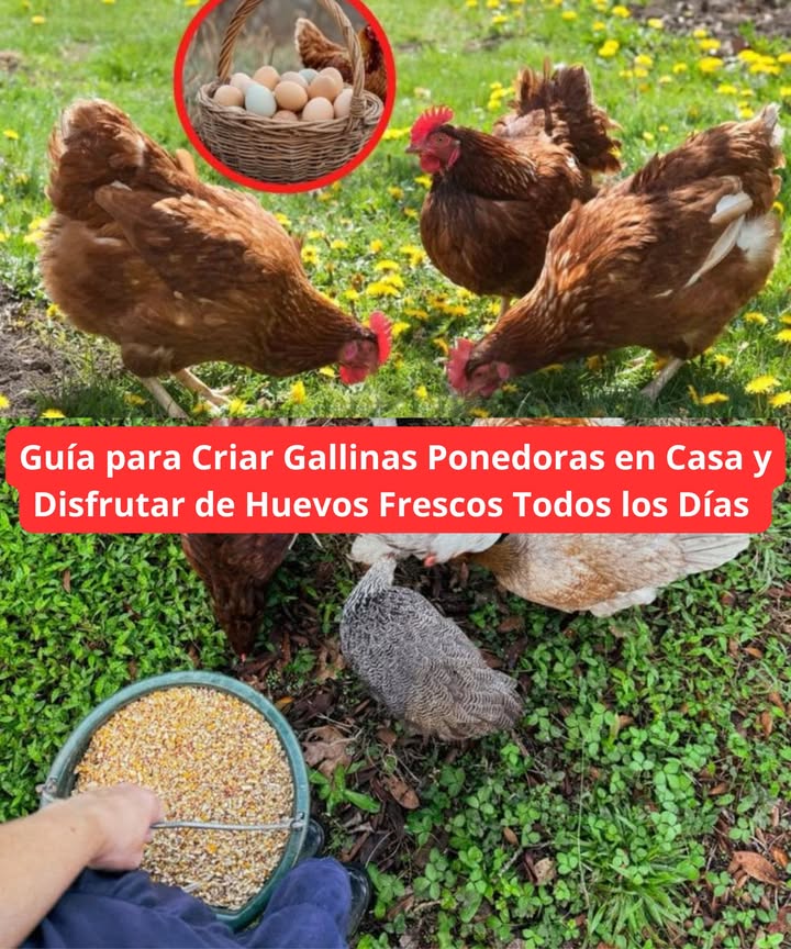 Guía para Criar Gallinas Ponedoras en Casa y Disfrutar de Huevos Frescos Todos los Días 讀
Elegir las gallinas adecuadas
Elige razas conocidas por su buena producción y resistencia:

Rhode Island Reds: resistentes y de bajo mantenimiento.

Leghorns: excelentes para huevos blancos.

Plymouth Rocks: amigables y ponen huevos marrones.

Australorps: muy productivas.

Buff Orpingtons: dóciles y confiables ponedoras.
Compra siempre en criaderos confiables. Si quieres resultados rápidos, opta por pollitas jóvenes pullets.

Preparar un gallinero cómodo
Gallinas felices = más huevos. Asegúrate de que el gallinero tenga:

Espacio suficiente: mínimo 34 m por gallina en el gallinero y 810 m en el corral.

Ventilación adecuada: evita humedad y amoníaco.

Cajas nido: una por cada 34 gallinas, con cama blanda.

Perchas para dormir: les gusta dormir elevadas.

Protección contra depredadores: usa malla metálica resistente y cierra el gallinero de noche.

Alimentación para máxima producción
La buena alimentación es clave para huevos de calidad:

Alimento para ponedoras 1618% proteína y calcio extra.

Calcio adicional: cáscaras de ostra trituradas o cáscaras de huevo.

Agua fresca siempre disponible.

Sobras de cocina con moderación: verduras, frutas y granos, evitando comida salada, dulce o en mal estado.

Grit piedritas para ayudar a la digestión.
Evita darles: papas crudas, cebolla, chocolate o alimentos mohosos.

Estimular la puesta de huevos

Comienzan a poner entre los 5 y 6 meses de edad.

Iluminación: necesitan 1416 horas de luz diaria; usa una lámpara en invierno.

Recolecta los huevos 12 veces al día.

Evita el estrés: los ruidos, cambios bruscos o amenazas reducen la puesta.

Muda de plumas: sucede una vez al año; la producción se detiene temporalmente.

Mantener la salud del grupo

Limpieza frecuente: limpieza ligera semanal y profunda mensual.

Vigilancia de parásitos: usa tierra de diatomeas o baños de polvo.

Refuerzos naturales: vinagre de manzana en el agua, ajo y orégano en la dieta.

Evita el acoso: si una gallina es molestada, sepárala para reducir el estrés.

Con estos cuidados esenciales, podrás mantener una bandada feliz, saludable y productiva todo el año. 讀