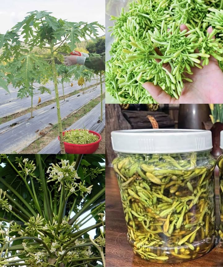 Les Fleurs Mâles de Papayer : Bienfaits & Utilisation 
Les fleurs mâles de papayer sont souvent ignorées, pourtant elles offrent une puissance naturelle idéale pour soutenir la digestion, le foie et limmunité. Douces, parfumées et faciles à utiliser, elles peuvent être intégrées en tisane, en cuisine ou séchées pour des préparations maison.
Ingrédients pour une tisane simple 
Fleurs mâles de papayer séchées 
Eau chaude 
Un peu de miel optionnel 
1 Chauffez leau jusquà frémissement.
2 Ajoutez une petite poignée de fleurs séchées.
3 Laissez infuser quelques minutes.
4 Filtrez avant de boire.
5 Sucrez légèrement si vous aimez une touche douce.
Cette infusion aide à soutenir le foie, à réguler naturellement le sucre dans le sang et à apporter une légère action anti-inflammatoire.
#papayer  #bienfaitsnaturels