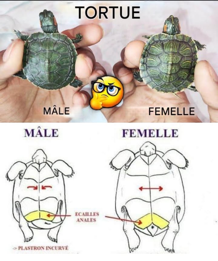 Comment reconnaître une tortue mâle dune femelle ?

Savoir distinguer le sexe des tortues est important pour mieux comprendre leur reproduction et leur comportement naturel.

 Chez le mâle :
Le plastron la partie inférieure de la carapace est souvent légèrement creusé, ce qui laide à se stabiliser lors de laccouplement.
Sa queue est plus longue et plus large à la base.

 Chez la femelle :
Le plastron est plat, offrant lespace nécessaire au développement des œufs.
Sa queue est plus courte et plus fine, avec le cloaque situé plus près de la carapace.

Ces différences physiques permettent didentifier le sexe sans difficulté et facilitent lobservation et la protection de ces animaux fascinants.