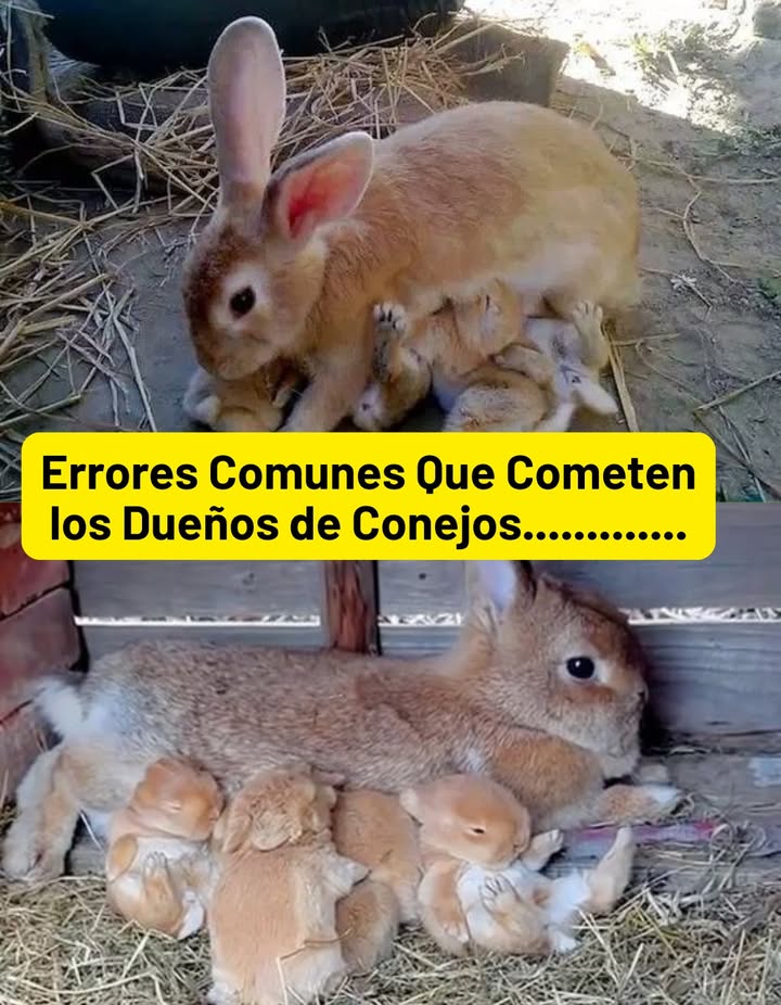 Errores Comunes Que Cometen los Dueños de Conejos
凌 1. Pensar que el conejo es una mascota fácil

Muchos creen que los conejos necesitan pocos cuidados, pero requieren atención diaria, una dieta equilibrada, espacio para moverse y revisiones veterinarias.

 2. Mantenerlos siempre en una jaula

El encierro constante genera estrés, obesidad y problemas articulares. Los conejos deben tener tiempo libre todos los días para saltar y explorar.

塞 3. Alimentarlos solo con pienso

El heno debe ser el alimento principal alrededor del 80 % de su dieta. El pienso se da solo como complemento y en pequeñas cantidades.

 4. No proporcionar agua fresca

El agua debe estar siempre disponible y limpia, ya sea en bebedero o en un cuenco pesado para evitar que lo vuelquen.

 5. Ignorar la temperatura y el entorno

Los conejos no toleran bien el calor extremo ni las corrientes de aire. Necesitan un lugar ventilado, seco y con sombra.

粒 6. No limpiar su espacio con frecuencia

Una jaula o zona sucia puede causar enfermedades respiratorias y de piel. Se recomienda limpiar a diario las zonas de orina y heces, y desinfectar semanalmente.

 7. No manipularlos correctamente

Sujetar a un conejo de forma brusca o incorrecta puede causar lesiones. Siempre se debe sostener con una mano bajo el pecho y otra bajo las patas traseras.

 8. Tenerlos solos sin compañía

Son animales sociales. Aunque pueden vivir solos si se les presta suficiente atención, idealmente deben tener otro conejo como compañero tras una introducción cuidadosa.

喙 9. No llevarlos al veterinario

Necesitan chequeos regulares, vacunas y desparasitación. Los conejos también pueden sufrir problemas dentales que requieren revisión.

 10. No entender su lenguaje corporal

Un conejo que gruñe, se esconde o muerde está expresando miedo o incomodidad. Es esencial aprender a interpretar sus señales.