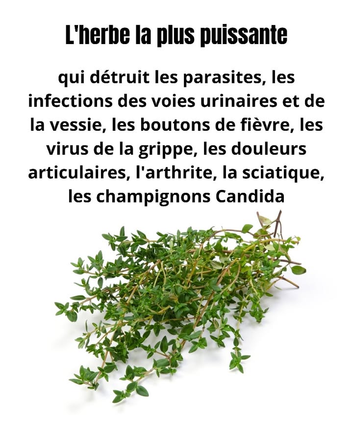 Lherbe aux bienfaits puissants 1 Aide naturellement à réduire les parasites 2 Contribue à apaiser les infections urinaires et les irritations de la vessie 3 Soutient lorganisme face aux boutons de fièvre 4 Participe à renforcer la résistance contre les virus saisonniers 5 Soulage les douleurs articulaires et les inconforts liés à larthrite 6 Apaise les tensions de la sciatique 7 Aide à limiter la prolifération des champignons comme Candida