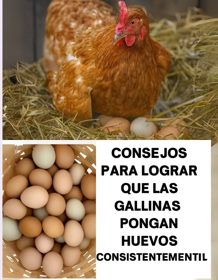 讀 Consejos para lograr que las gallinas pongan huevos de forma constante 

1 Agua de calidad
 Agua limpia y fresca todos los días.
 Cada gallina consume aprox. 0.5 L al día más en calor.
 Bebederos suficientes: 1 por cada 10 gallinas.

2 Reducir el estrés
 Rutina estable sin cambios bruscos.
 Evitar ruidos fuertes y depredadores cerca.
 Introducir nuevos animales solo con adaptación.

3 Aporte de calcio
讀 Cáscaras de huevo horneadas y trituradas o concha de ostra.
讀 Calcio en comedero separado.
讀 Fundamental para evitar cáscaras blandas.

4 Espacio suficiente
 0.5 m por gallina dentro del gallinero.
 1 m por gallina en el corral.
 El hacinamiento provoca estrés, enfermedades y conductas agresivas.

5 Control de parásitos
 Revisión mensual contra piojos, ácaros y lombrices.
襁 Polvo antiparasitario en el gallinero y desparasitación interna.
襁 Los parásitos reducen la puesta y afectan la salud.

6 Limpieza del gallinero
粒 Retirar excremento con frecuencia.
粒 Limpiar zonas de descanso y nidos.
粒 Bandejas removibles facilitan el trabajo.

7 Apoyo durante la muda
 Incrementar proteína al 20-22%.
 Suplementos vitamínicos.
 Golosinas proteicas: gusanos de harina o alimento para gatos.

8 Alimento de calidad
 Pienso balanceado con 16% de proteínas.
 Complementar con hierbas, insectos, frutas y verduras.
 Evitar exceso de carbohidratos pan, pasta.

9 Luz suplementaria con precaución
 14 horas de luz para mantener producción.
 En invierno, luz artificial moderada.
 Forzar demasiado acorta la vida productiva.

 Tips finales
 Alimentación equilibrada y agua fresca siempre disponibles.
 Rutina tranquila y espacio limpio garantizan gallinas felices.
 Observar su estado físico y comportamiento ayuda a prevenir problemas.

#ConsejosGallinas #PonedoresFelices #VidaRural